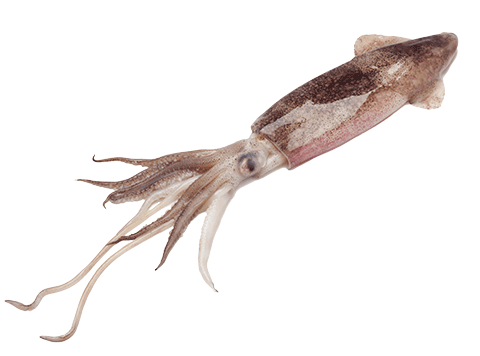 zeepieren