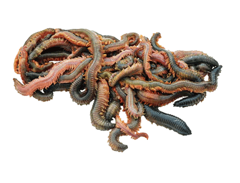 zeepieren