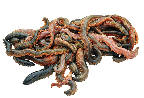 zeepieren