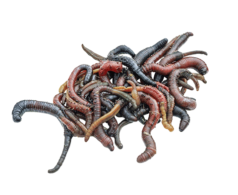 zeepieren